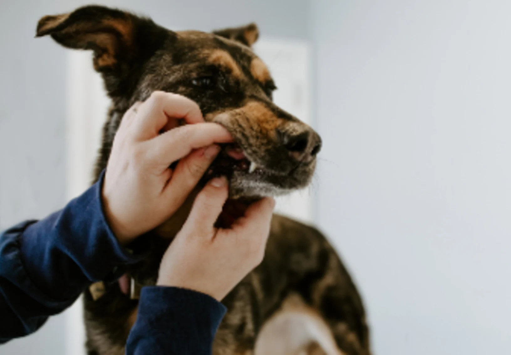 Dog having Teeth Examined